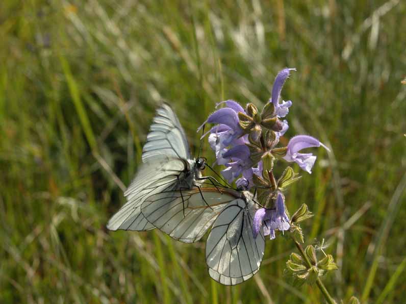 Aporia crataegi